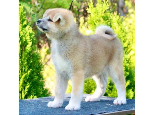 Akita Inu